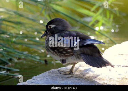 Femme Canard mandarin (Aix galericulata) dans oriental à proximité d'un étang Banque D'Images