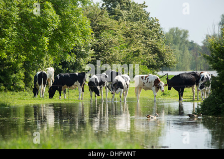 Pays-bas, Dodewaard, vaches dans les plaines d'inondation de la rivière Waal menacée par de l'eau élevé Banque D'Images