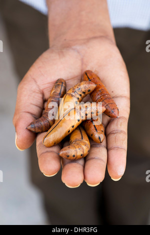 Indian mans hand holding Oleander hawk moth chrysalide / chrysalide. L'Inde Banque D'Images