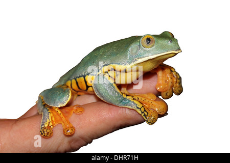 Cruziohyla calcarifer grenouille feuille splendide dans la main Banque D'Images