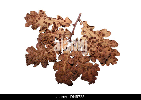Face inférieure des feuilles de chêne pédonculé avec bouton de soie et les Galles Galles Spangle commun Banque D'Images