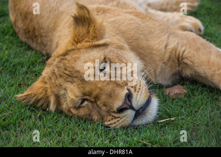 Close up of a Sleeping lion Cub Banque D'Images