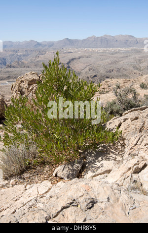 Le Jebel Akhdar, Oman Banque D'Images