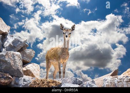 Klipspringer (Buck) sur des pierres contre un ciel bleu Banque D'Images