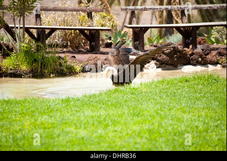 American Bald Eagle landing dans l'eau Banque D'Images