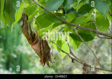 Le dépérissement des rameaux ou de la direction d'un cerisier d'ornement, Prunus sp., probablement causée par un champignon plutôt que le chancre bactérien Banque D'Images