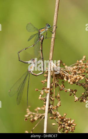 Roue d'accouplement de Willow Emerald de demoiselles Banque D'Images