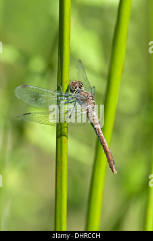 Femelle de Ruddy Darter (Sympetrum sanguineum) Banque D'Images