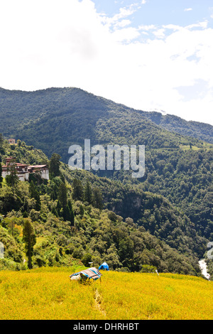 Collines Trongsa Dzong,Rivière Mangde Chhu,,,,Marché Trongsa Kings Retreat,vues de l'hôtel Resort Yanghil,on,l'Est du Bhoutan Banque D'Images