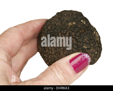 Truffe de Bourgogne (Tuber uncinatum), spores de truffe d ...