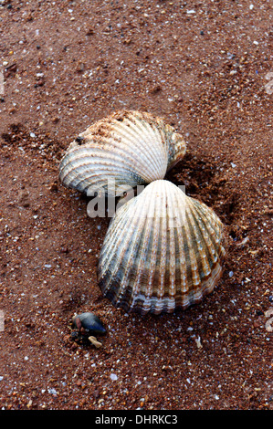 Close-up of a Common Cockle Shell (Cerastoderma edule) sur la plage Banque D'Images