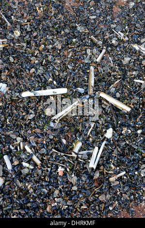 Close-up de coquillages sur la plage y compris la moule commune (Mytilus edulis) et la politique commune de Razor (Shell Ensis ensis) Banque D'Images