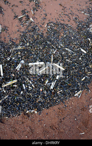 Groupe des coquillages sur la plage y compris la moule commune (Mytilus edulis) et la politique commune de Razor (Shell Ensis ensis) Banque D'Images