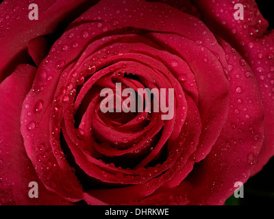 Macro close up photo d'une rose rouge couvert de la rosée Banque D'Images