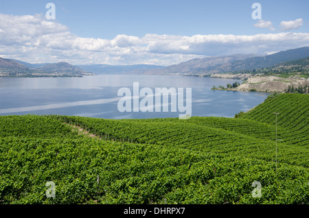 Vignes surplombant le lac en été sur une journée ensoleillée. Banque D'Images