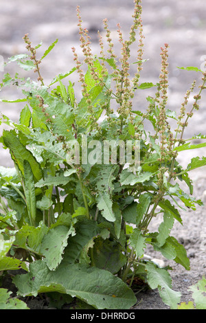 Rumex obtusifolia, Dock à larges feuilles Banque D'Images