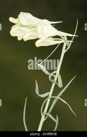 Linaria vulgaris, de beurre et d'oeufs Banque D'Images