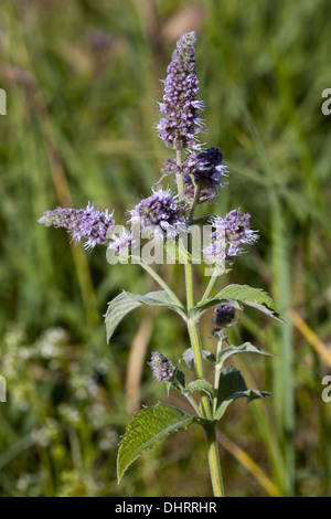 La Menthe Mentha longifolia, Cheval Banque D'Images