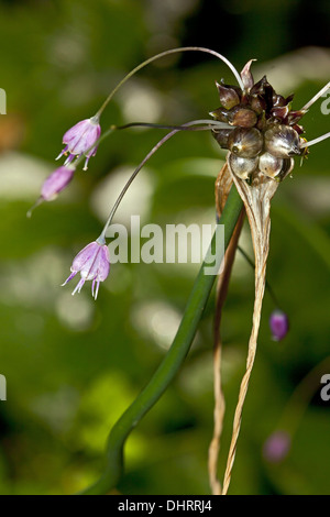 L'allium oleraceum ail, champ Banque D'Images