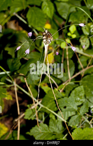 L'allium oleraceum ail, champ Banque D'Images