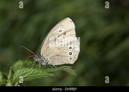 Aphantopus hyperantus Ringlet, Banque D'Images