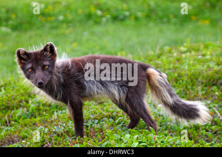 Renard arctique Banque D'Images