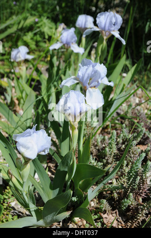 Iris nain Banque D'Images