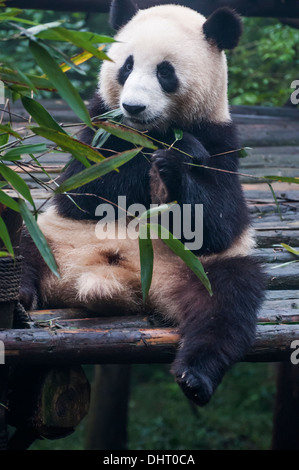 Panda géant à l'élevage du panda géant et de recherche dans la base de Chengdu, Sichuan Banque D'Images