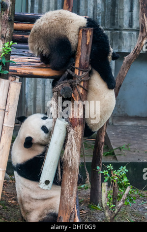 Panda géant à l'élevage du panda géant et de recherche dans la base de Chengdu, Sichuan Banque D'Images