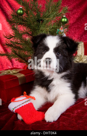 Chiot Border Collie de Noël sur fond de velours rouge avec arbre et présente Banque D'Images