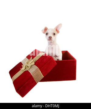 Mignon Chiot Chihuahua de velours rouge boîte-cadeau de Saint Valentin, cadeau d'anniversaire ou Noël isolé sur fond blanc Banque D'Images