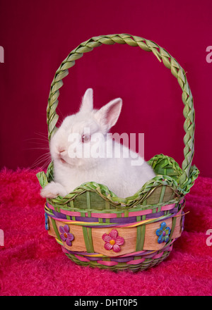 Lapin Nain Néerlandais blancs sur fond rose chaud dans le panier de Pâques Banque D'Images