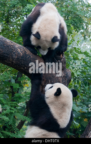 Panda géant à l'élevage du panda géant et de recherche dans la base de Chengdu, Sichuan Banque D'Images