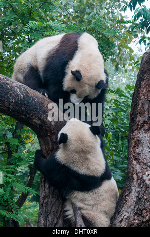 Panda géant à l'élevage du panda géant et de recherche dans la base de Chengdu, Sichuan Banque D'Images