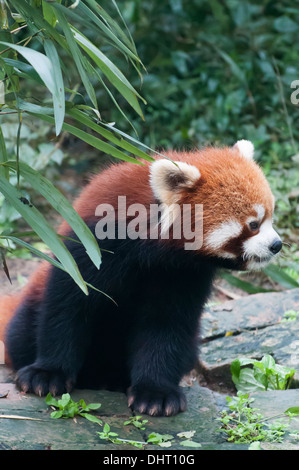 Le panda rouge sur le panda géant de recherche la base, Chengdu, Sichuan, Chine Banque D'Images