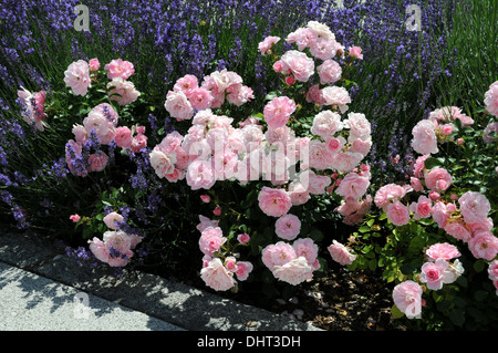 La couverture du sol a augmenté Banque D'Images