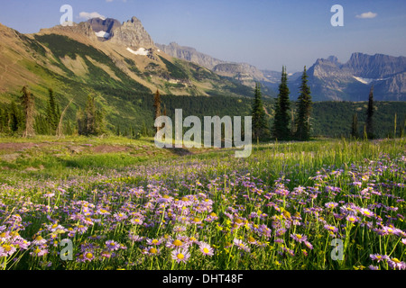 Asters en fleur dans le granit du parc, au nord de Mt. Gould et mur du jardin dans le Glacier National Park, Montana. Banque D'Images