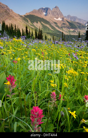 Des fleurs des champs dans le granit du parc, au nord de Mt. Gould et mur du jardin dans le Glacier National Park, Montana. Banque D'Images
