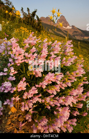 Fleurs dans le granit du parc, au mur du jardin dans le Glacier National Park, Montana. Banque D'Images