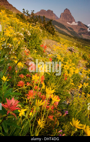 Fleurs en fleurs dans le granit du parc, au mur du jardin dans le Glacier National Park, Montana. Banque D'Images