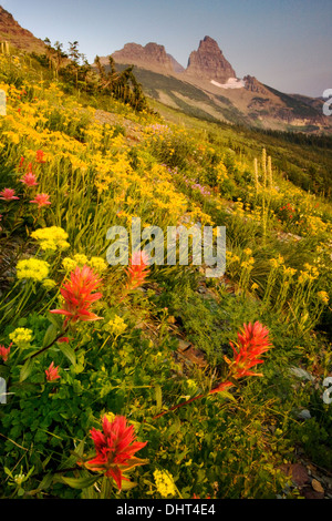 Des fleurs des champs de granit du parc, au mur du jardin dans le Glacier National Park, Montana. Banque D'Images