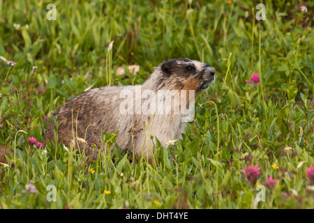 Une marmotte des dines sur fleurs à Logan Pass, Glacier National Park, Montana. Banque D'Images