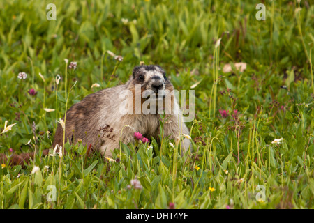 Une marmotte des dines sur fleurs à Logan Pass, Glacier National Park, Montana. Banque D'Images