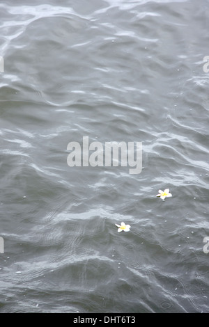 Photo focus Frangipani flowers dans le haut de l'eau. Banque D'Images