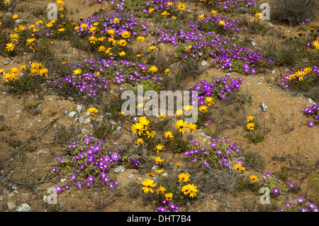 Fleurs du printemps au Namaqualand, Afrique du Sud Banque D'Images