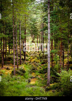 Une forêt dense avec des crêtes sur le sol de la forêt dans les Landes Valley Country Park dans la nouvelle forêt , Angleterre Banque D'Images