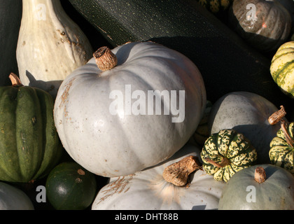 'Ballet' Bleu, citrouille Cucurbita pepo, Cucurbitaceae. Aka Squash, potiron, courgette, Gooligan Banque D'Images