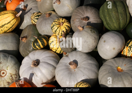 Pumpkins 'Ballet' et 'Bleu', Arlequin, Cucurbitaceae Cucurbita pepo. Aka Squash, potiron, courgette, Gooligan. Banque D'Images