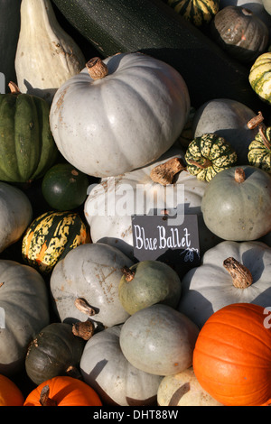 Pumpkins 'Ballet' et 'Bleu', Arlequin, Cucurbitaceae Cucurbita pepo. Aka Squash, Saquash d'hiver, Courgettes, Gooligan. Banque D'Images