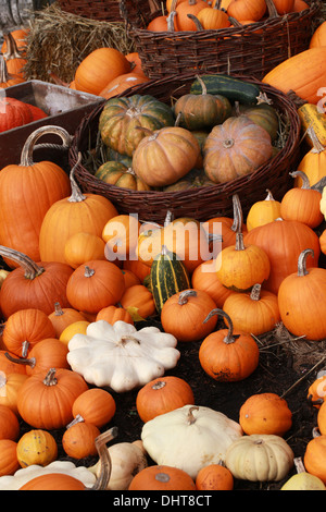 Une collection de citrouilles et courges, Cucurbita pepo, Cucurbitaceae. Aka Courgettes, courges d'hiver. Banque D'Images